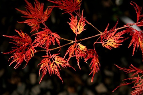 Acero rosso giapponese acer - rosso,