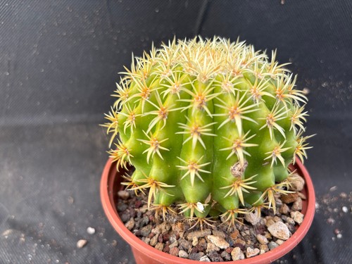 Echinocactus grusonii - echinocactus, v