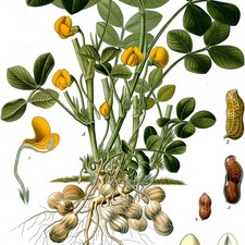 Arachidi (Arachis hypogaea) -