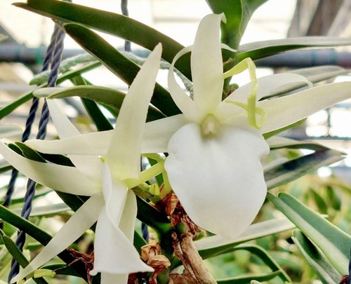 Profumo angreacum species - profumo,