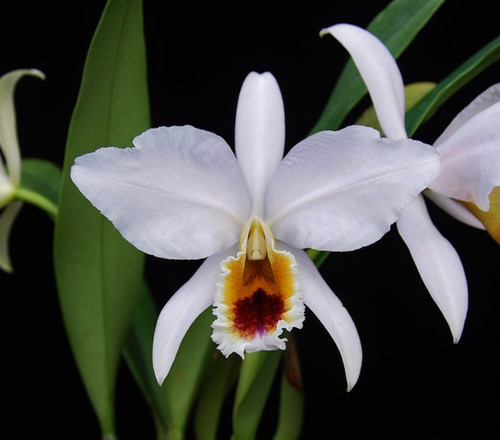 Pianta orchidea specie - pianta, di
