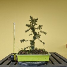 Tasso - Bonsai - Taxus