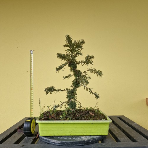 Tasso bonsai taxus - -,