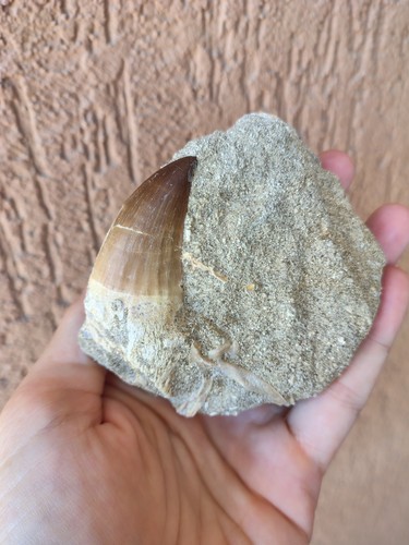 Fossili stupendo grande - fossili,