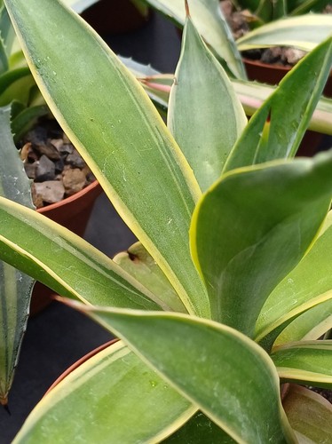 Agave desmettiana variegata - desmettiana, `variegata`