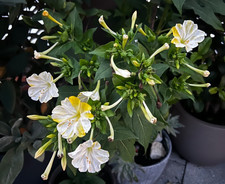 Mirabilis Jalapa Fiore delle