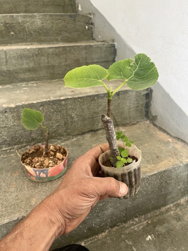 Bonsai ficus carica - ficus, mame