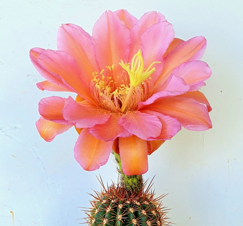 Cereus ibrido 2003 - t-cereus, ibrido,