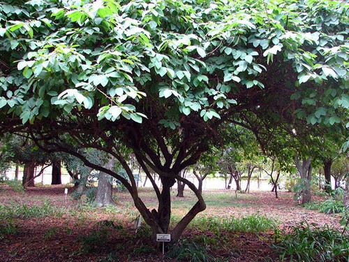 Annona cherimola cirimoia - annona,