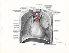 Stampa antica ANATOMIA CUORE