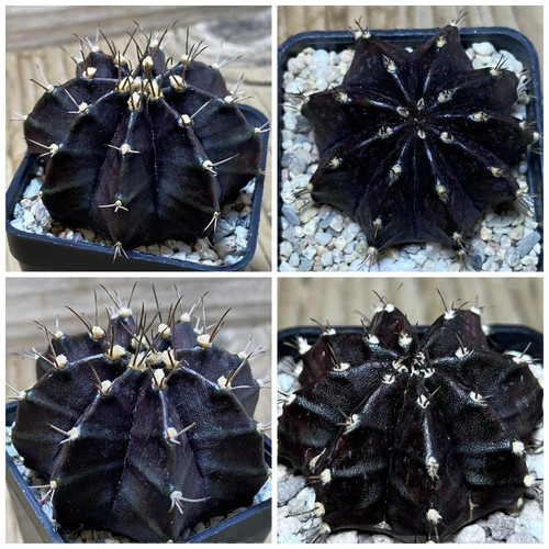 Gymnocalycium mihanovichii