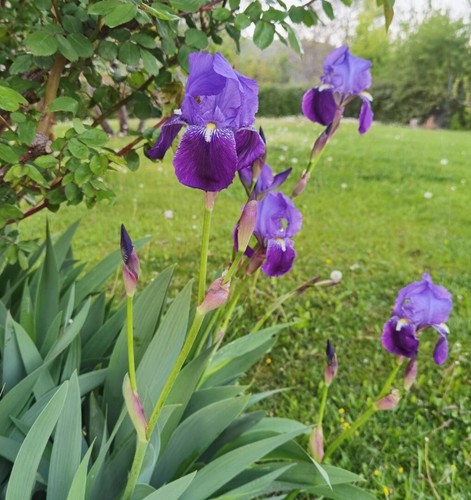 Rizomi iris germanica - rizomi,