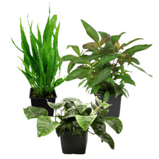 Set piante madri con - 3,
