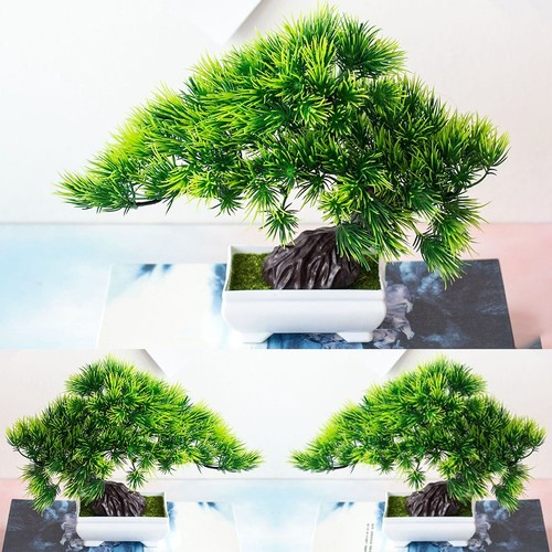 Bonsai simulazione pianta - bonsai,
