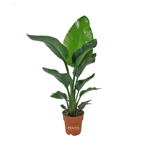 Kentis strelitzia nicolai - -,