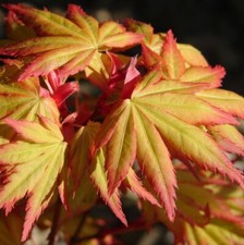 Acero rosso giapponese "Acer