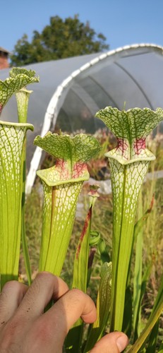 Sarracenia moorei silvia luise