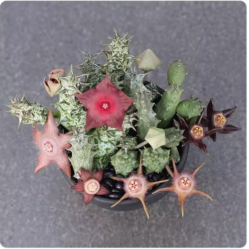 Pianta succulenta duvalia - succulenta,