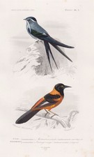 Cypselus Mystaceus Xanthornus Aurantius Uccello Engraving Orbigny