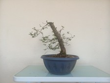 Bonsai olmo ulmus - bonsai,