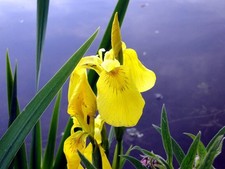 Giglio spada di palude, Iris