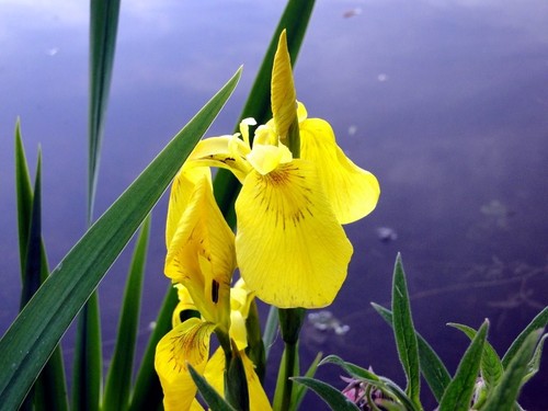 Sumpfschwertlilie iris - sumpfschwertlilie,,