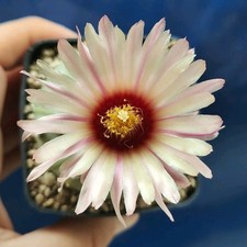 Astrophytum AKABANA LIGHT