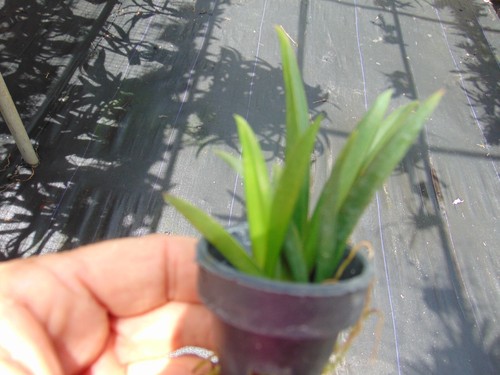 Oncidium tolumnia jairak - oncidium/tolumnia, firm