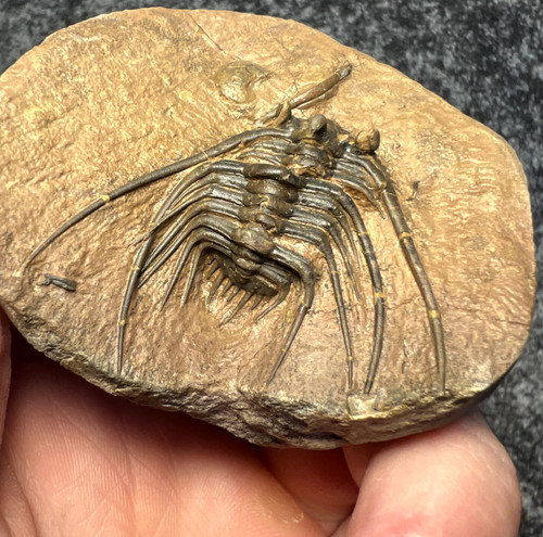 Trilobite leonaspis - trilobite,