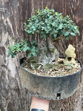 Bonsai Olivicastro/ulivo / Old Plant / Collection Plant