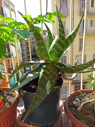 Offerta pianta aloe in - di,