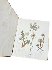 Botany / Attractive and