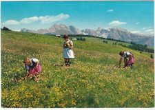 MOTIVO SULL'ALPE DI SIUSI - BOLZANO - VIAGG. 1976 -91525-