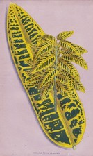 Wunderstrauch Kroton Croton