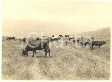 1930 circa MISTRETTA (ME)