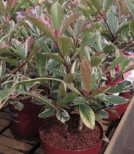 Photinia fraseri Pink Marble -