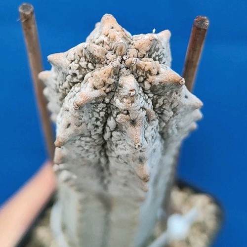 Euphorbia abdelcuri - , (socotra)