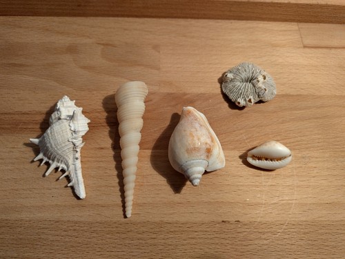 Conchiglie collezione lotto - conchiglie,