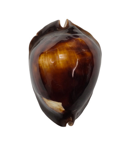 Conchiglia shell cypraea zoila - cypraea,