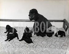 Foto vintage Animali, la baroncina Lilli con 11 cuccioli,  stampa 21 x 27 cm