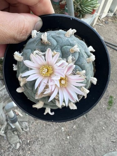 Vendita vaso raro cactus - vendita,