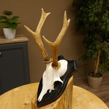 Capriolo Cervi Bock Corna di Cervo Su Scudo Trofeo 603.242