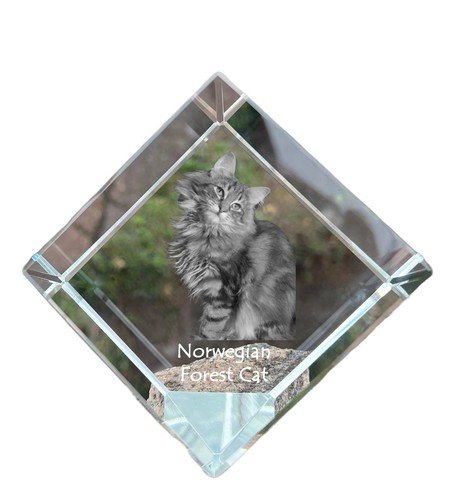 Gatto norvegese wald - gatto,