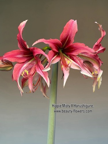 Hippeastrum mhn1 x - hippeastrum,