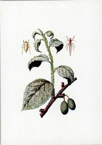 Afidi parassiti frutticoltura