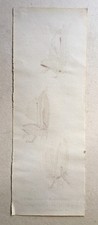 Disegno antico, panno
