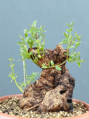 Bonsai olivastro 24x17cm - bonsai,