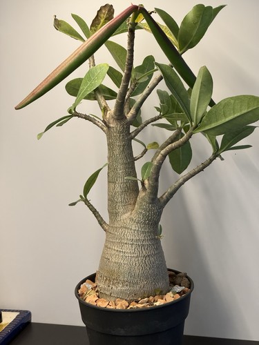 Adenium obesum var arabicum - adenium,