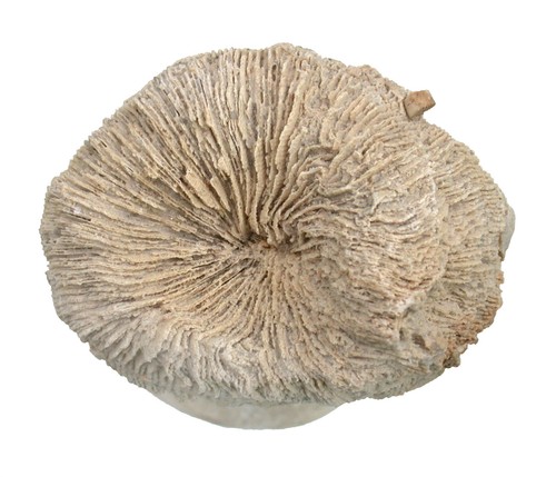 Malm montlivaltia truncata - malm,