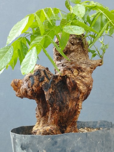 Bonsai glicine 30x15cm in - bonsai,
